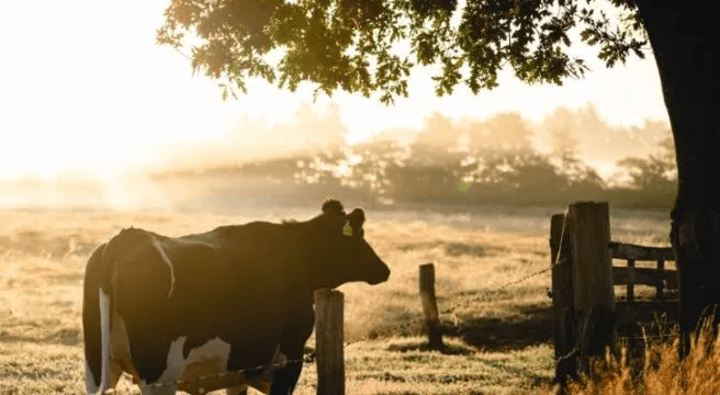 10 Fun Facts About Cows For Kids