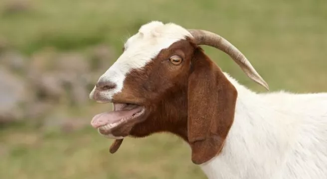 10 Fun Goat Facts That Are Worth Screaming About