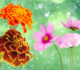 20 Facts About Marigolds & Cosmos, October’s Birth Flowers